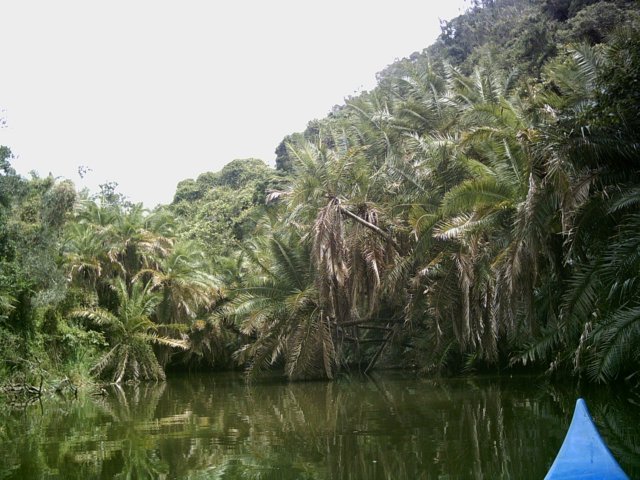datepalmsendoftrailred.jpg