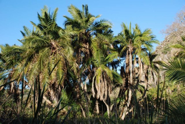 wilddatepalmscloseupred.jpg
